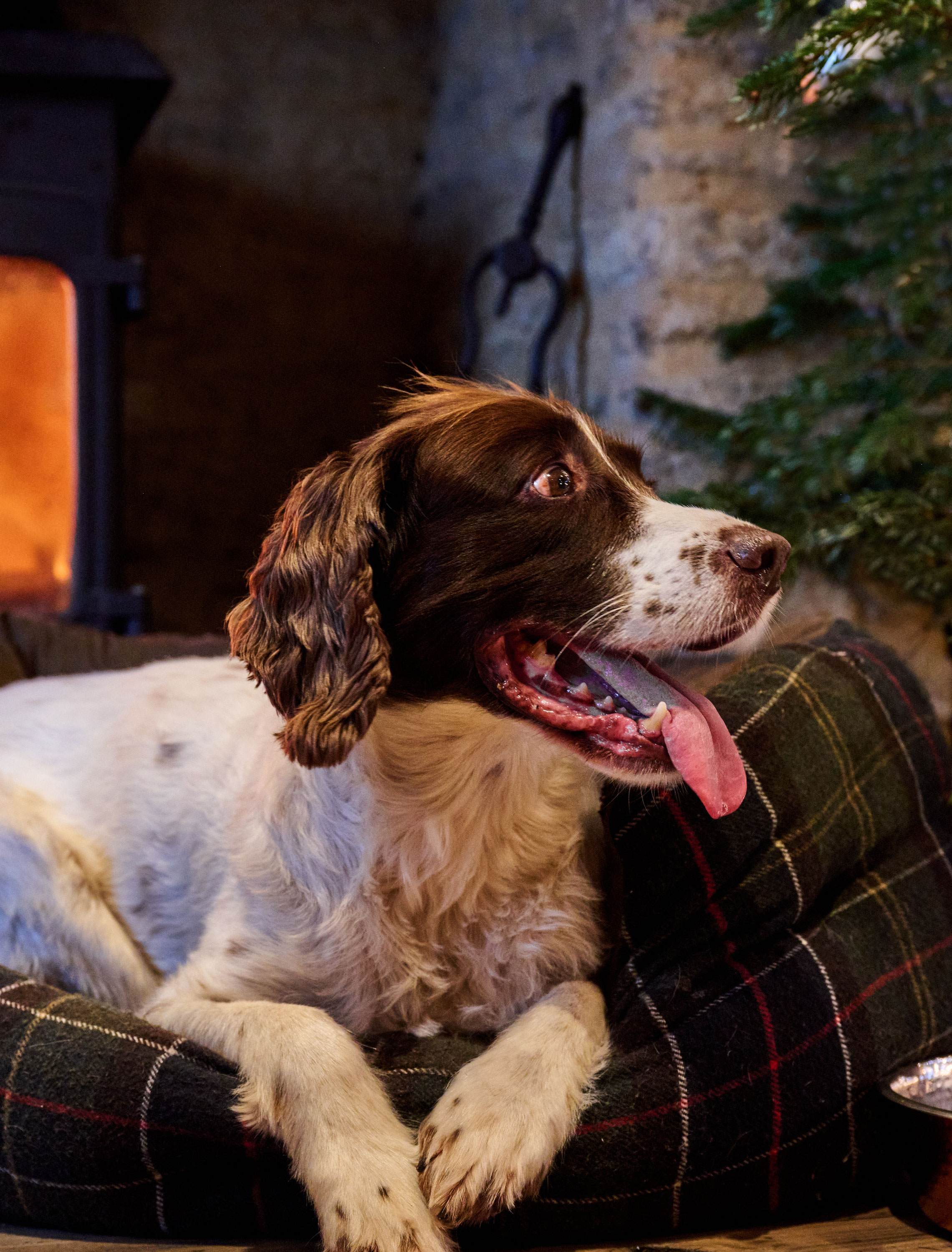 Spaniel dog lying on a plaid cushion by a fireplace, looking to the side with its tongue out, next to a Christmas tree. - Wild Thyme & Honey Hotel in the Cotswolds