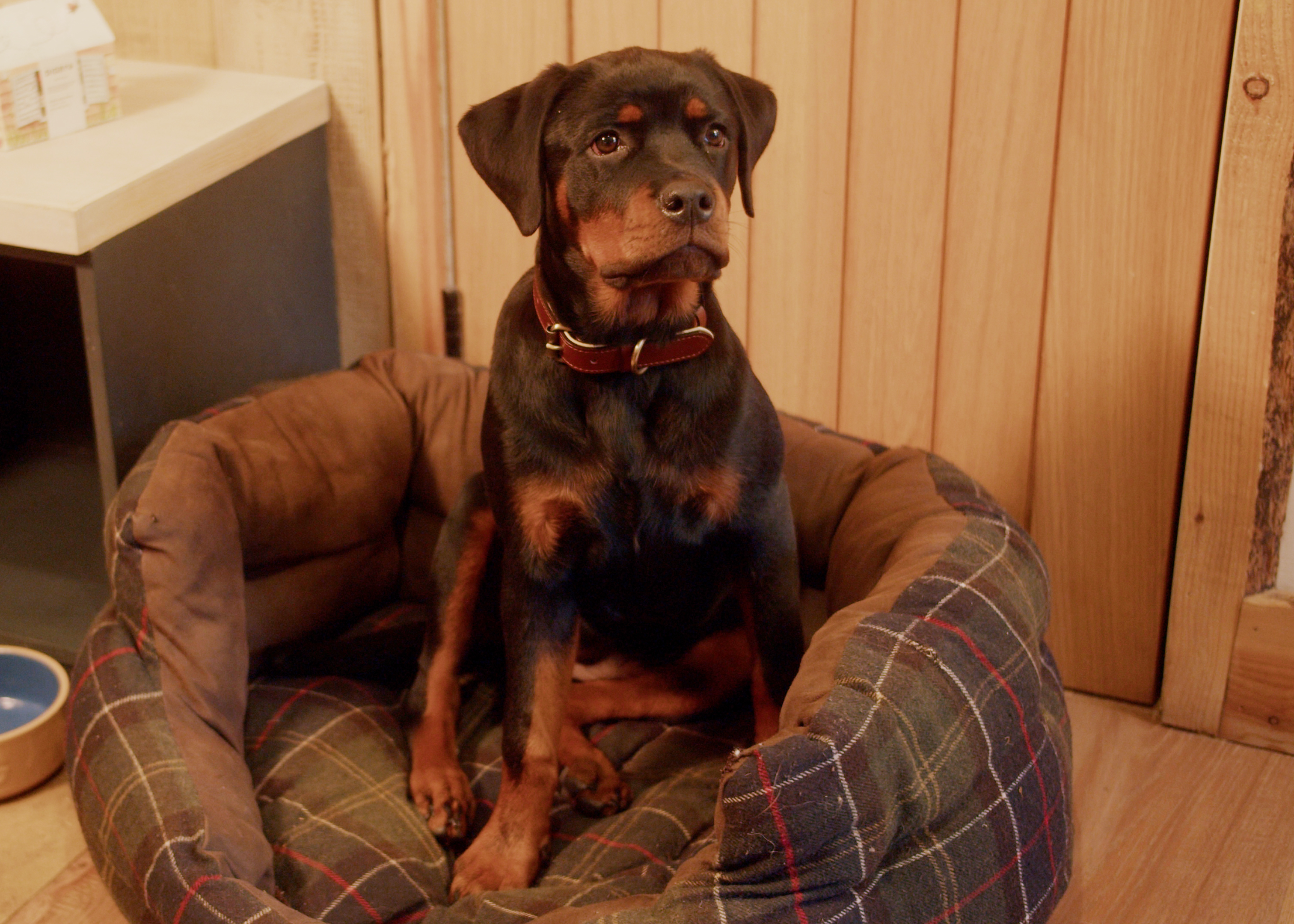 Rottweiler puppy sits in a cozy, plaid-lined dog bed in a wooden room, looking attentive and calm. - Wild Thyme & Honey Hotel in the Cotswolds
