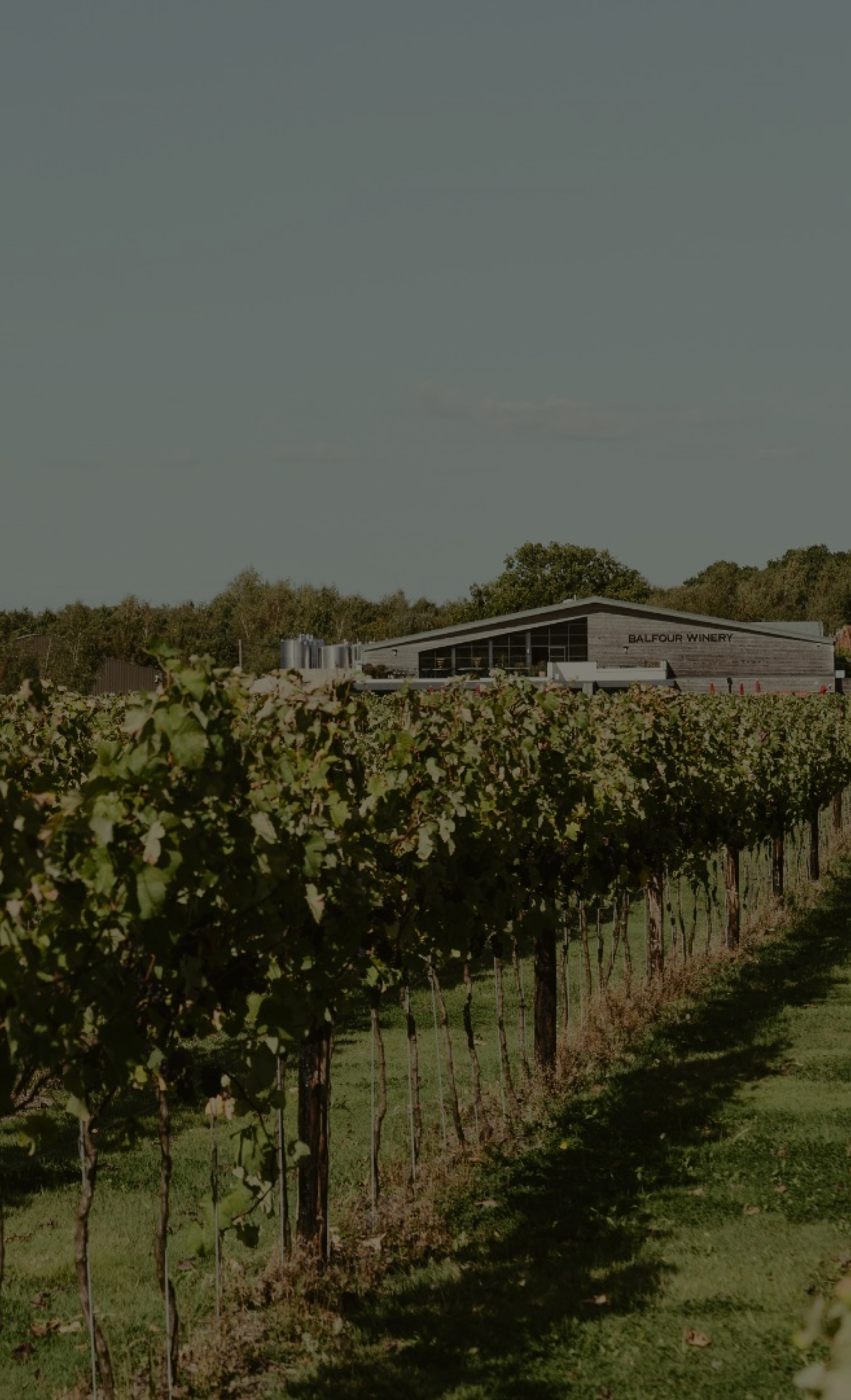 Rows of grapevines leading to a modern building labeled Balfour Winery under a clear sky. - Wild Thyme & Honey Hotel in the Cotswolds