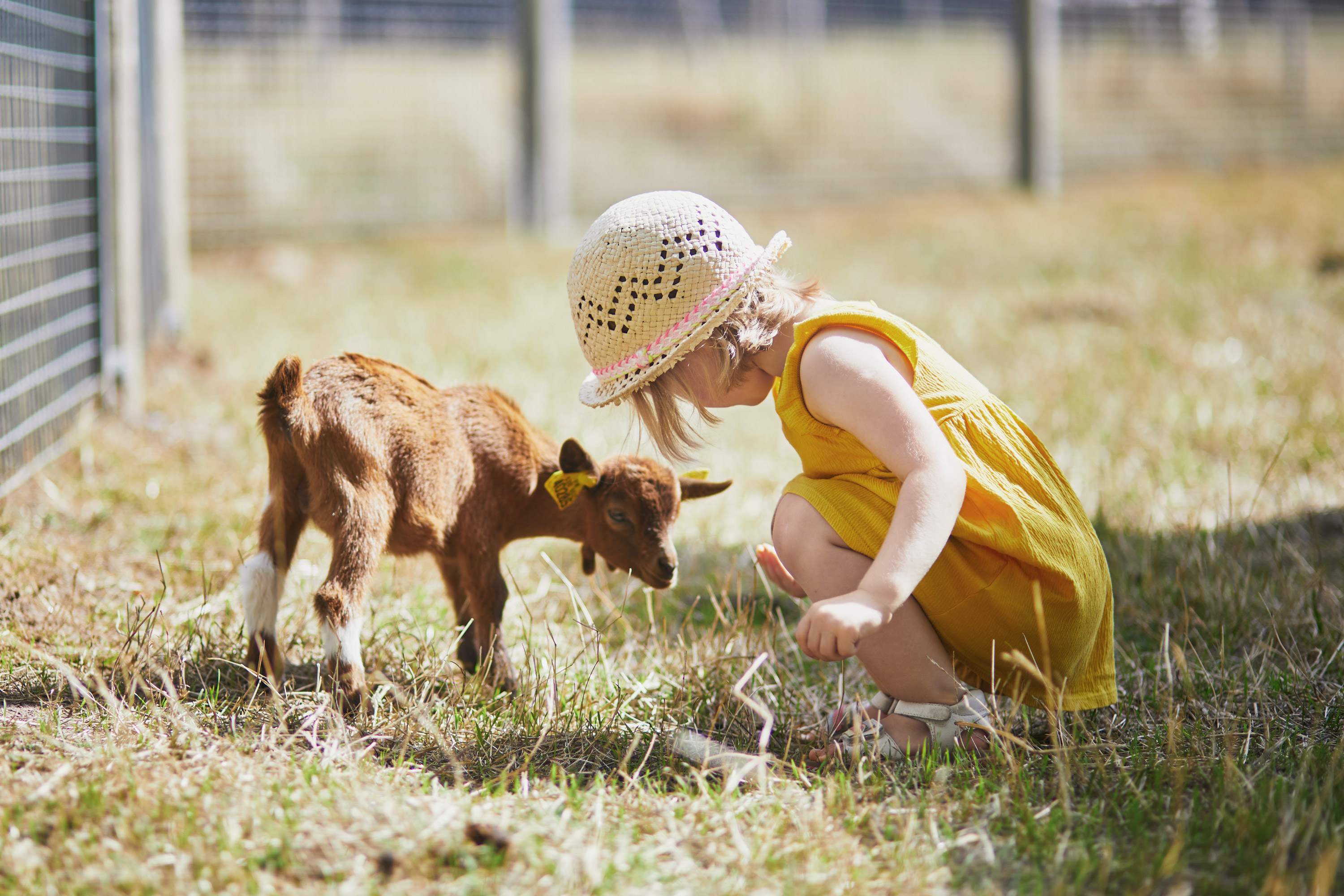 Child in a yellow dress and straw hat crouches to greet a small brown goat in a grassy fenced area. - Wild Thyme & Honey Hotel in the Cotswolds