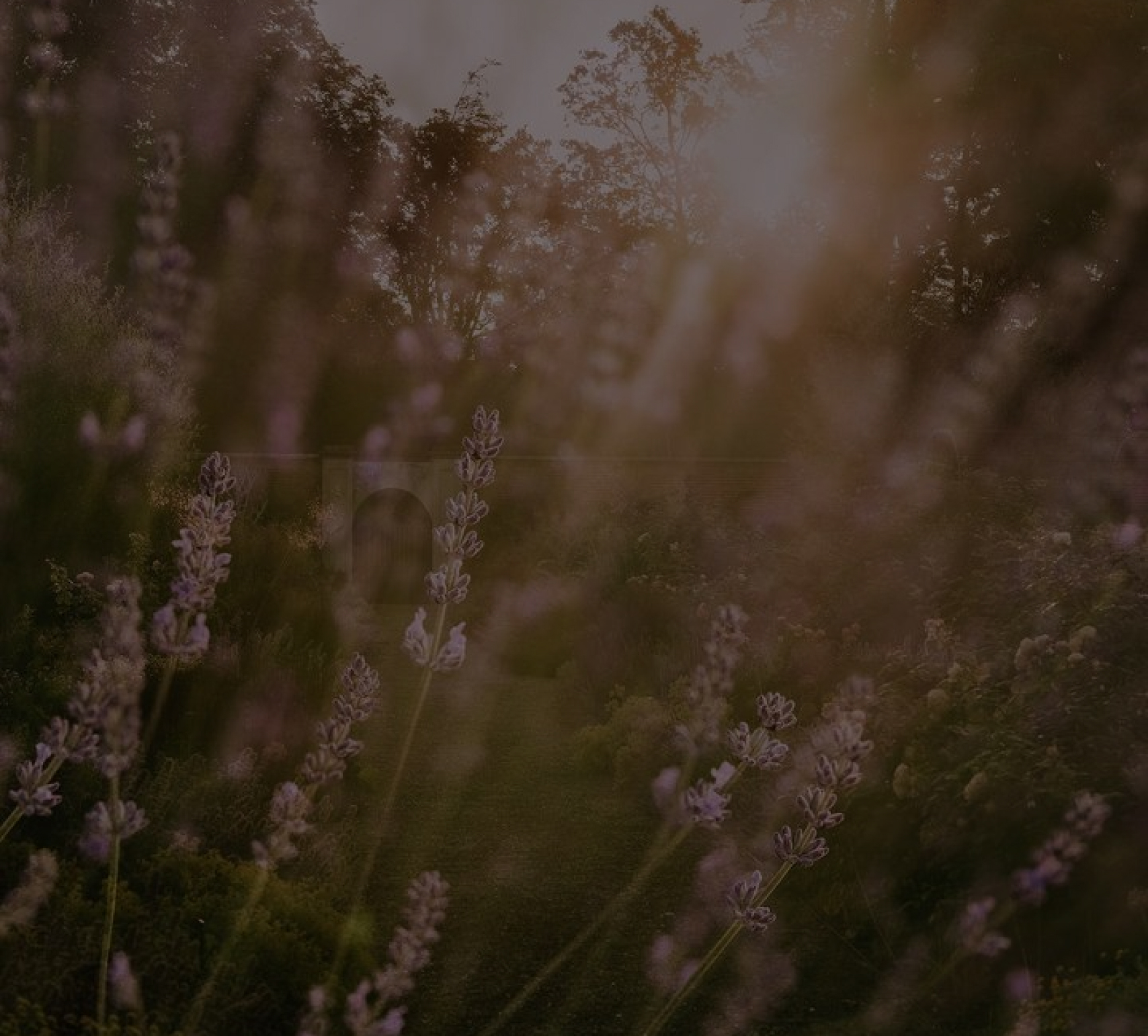 Lavender stems in focus with a soft, blurred background of trees in dim light. - Wild Thyme & Honey Hotel in the Cotswolds