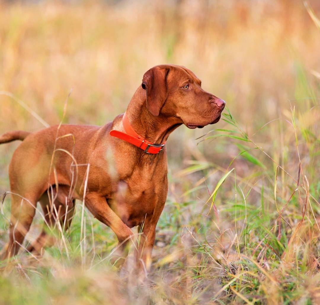 Wild Thyme and Honey - Wild Thyme & Honey Hotel in the Cotswolds