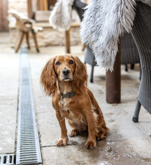 A brown spaniel dog sitting on a stone patio with outdoor furniture in the background at The Crown at Ampney Brook, a dog-friendly venue. - Wild Thyme & Honey Hotel in the Cotswolds