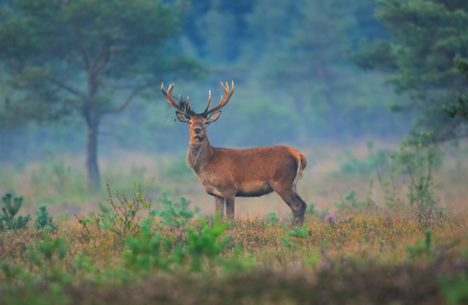 Surrey wildlife - Wild Thyme & Honey Hotel in the Cotswolds