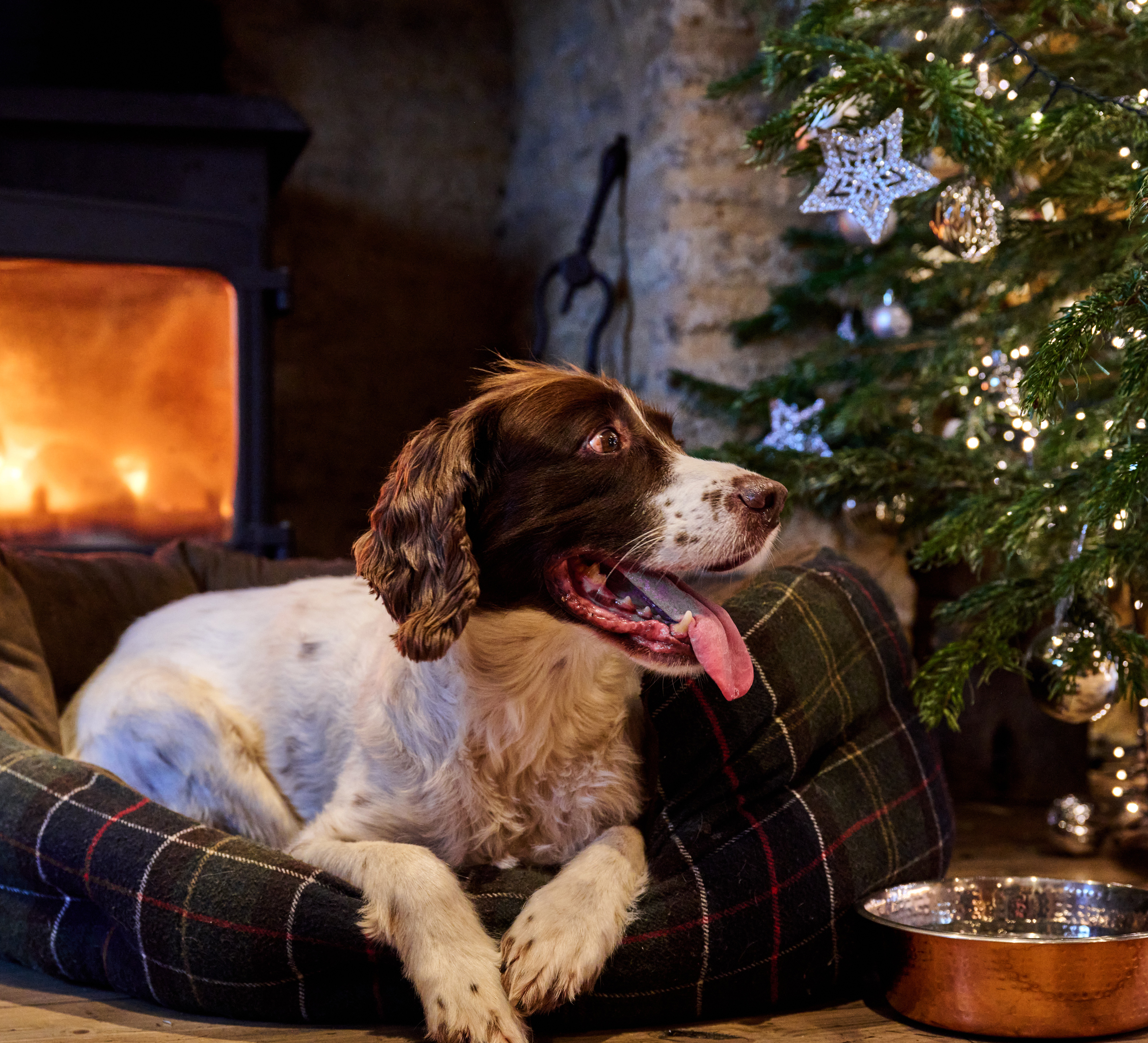 Spaniel resting in a plaid bed by a lit fireplace, looking at a decorated Christmas tree with silver ornaments. - Wild Thyme & Honey Hotel in the Cotswolds