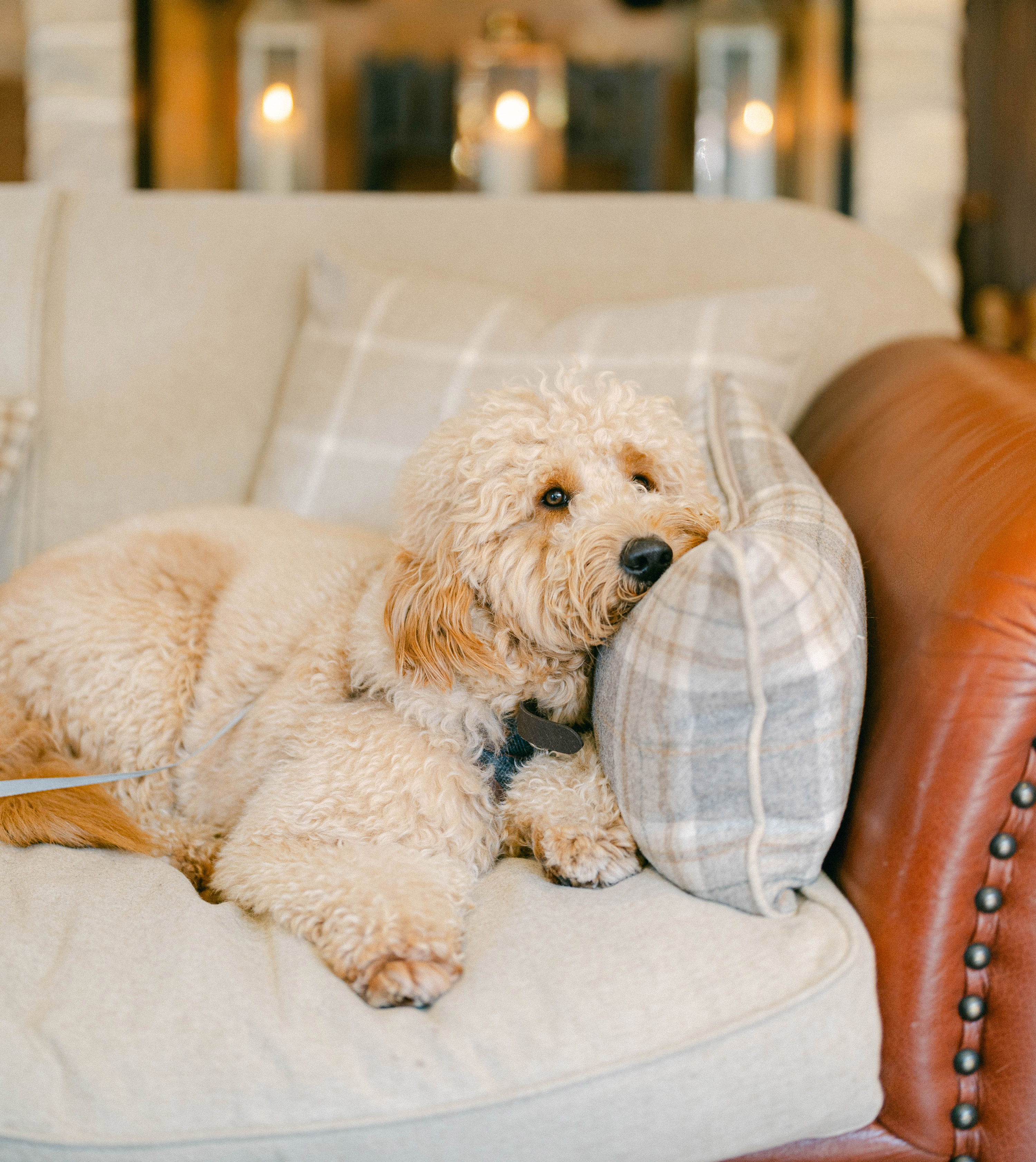 A fluffy, cream-colored dog lounges on a sofa, resting its head on a plaid pillow. The sofa has a leather armrest, and soft lighting from candles is visible in the background, creating a cozy atmosphere. - Wild Thyme & Honey Hotel in the Cotswolds