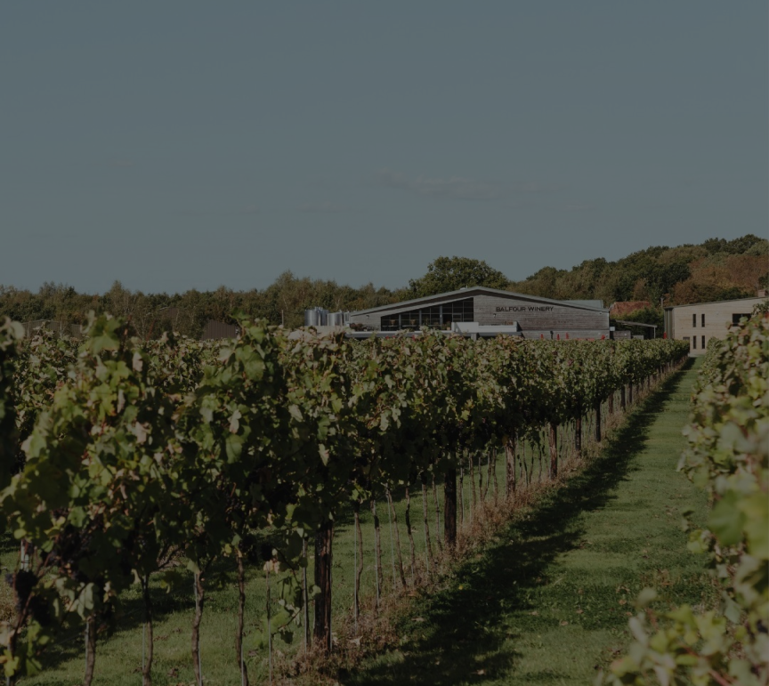 Rows of lush grapevines stretch towards a modern building labeled Balfour Winery under a clear sky. - Wild Thyme & Honey Hotel in the Cotswolds