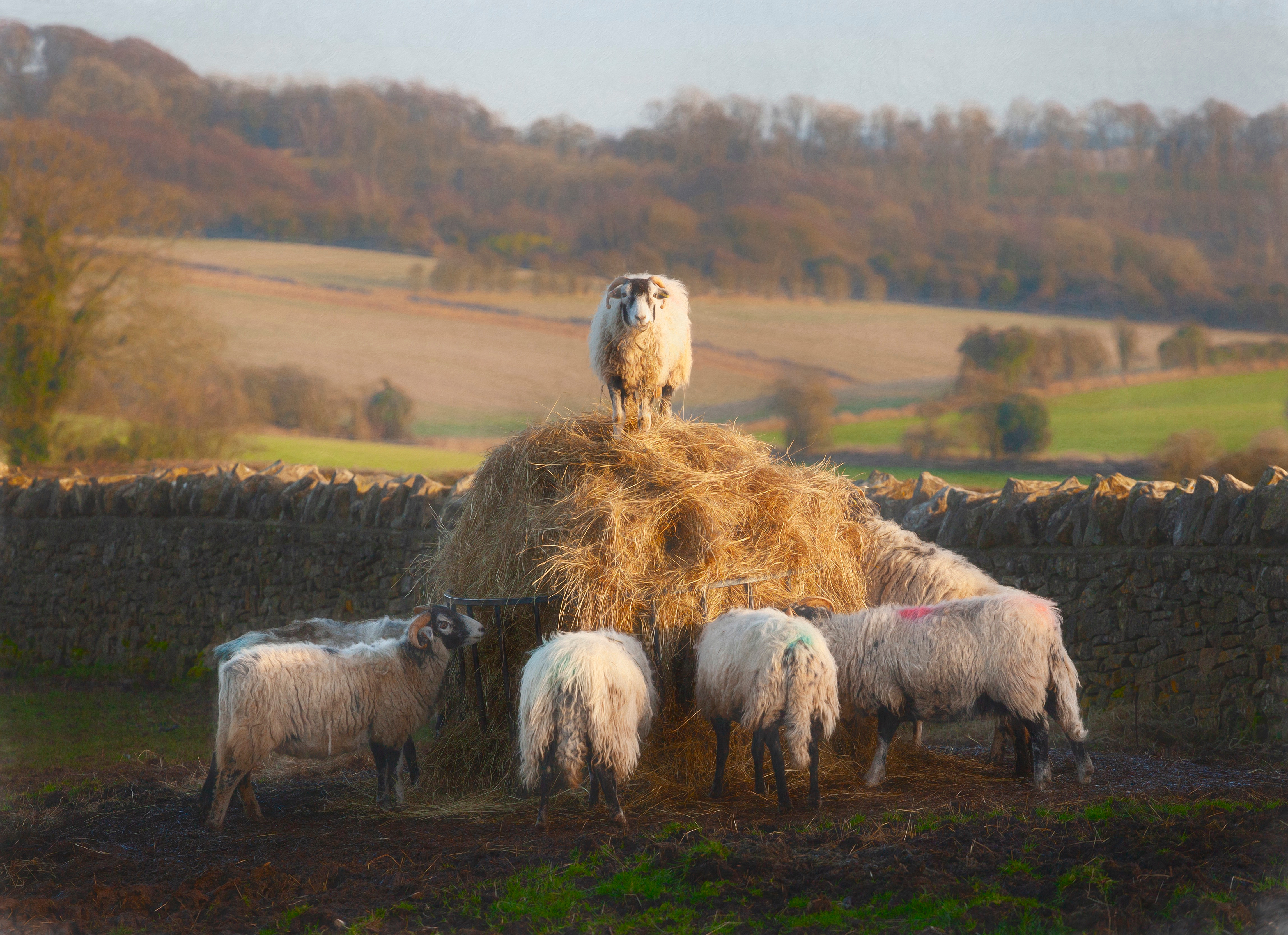 Sheep gathered around a hay pile, with one standing on top. Stone wall and rolling hills in the background. - Wild Thyme & Honey Hotel in the Cotswolds