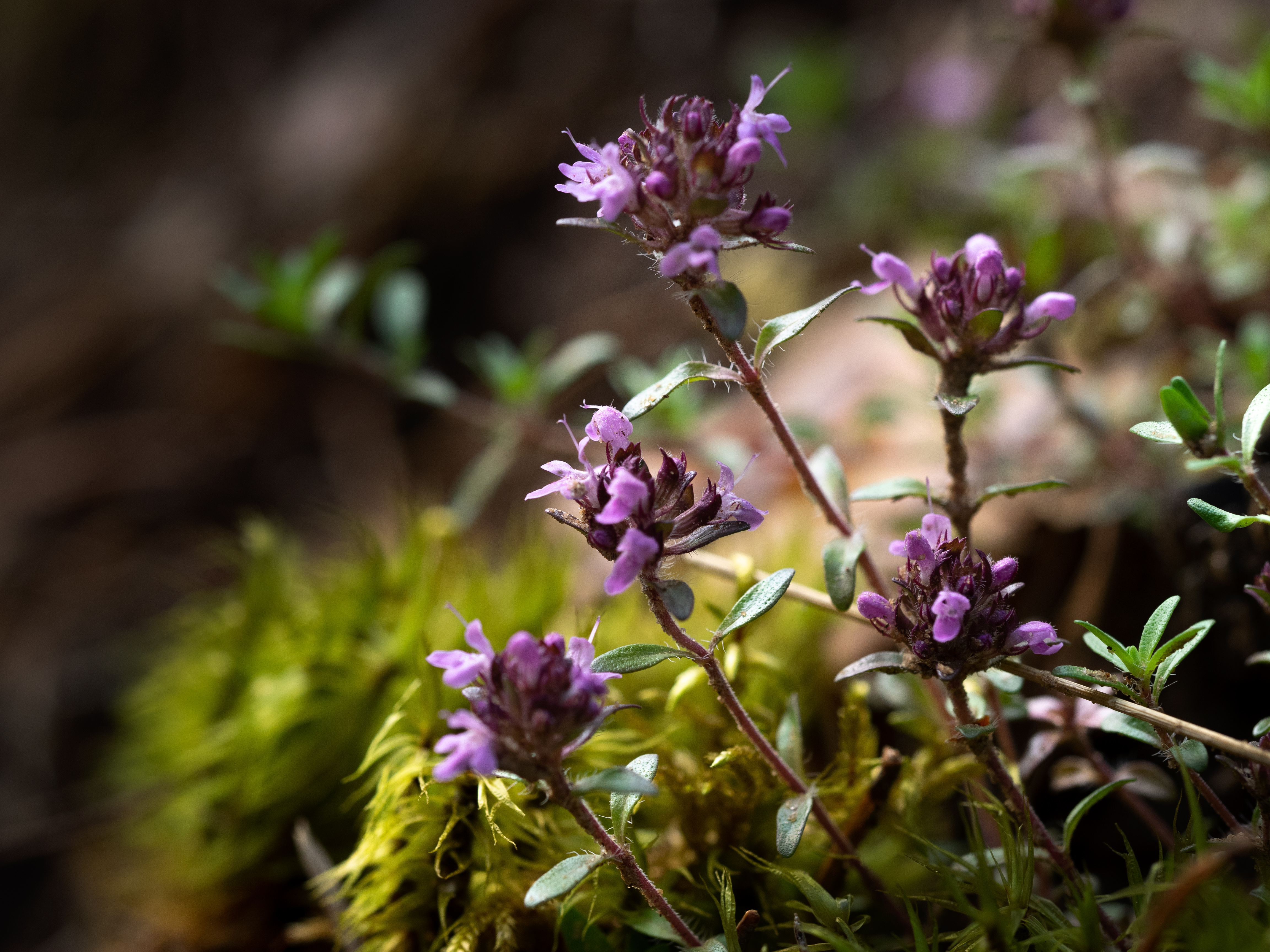 Close-up of small purple flowers with green leaves surrounded by moss on a soft-focus background. - Wild Thyme & Honey Hotel in the Cotswolds