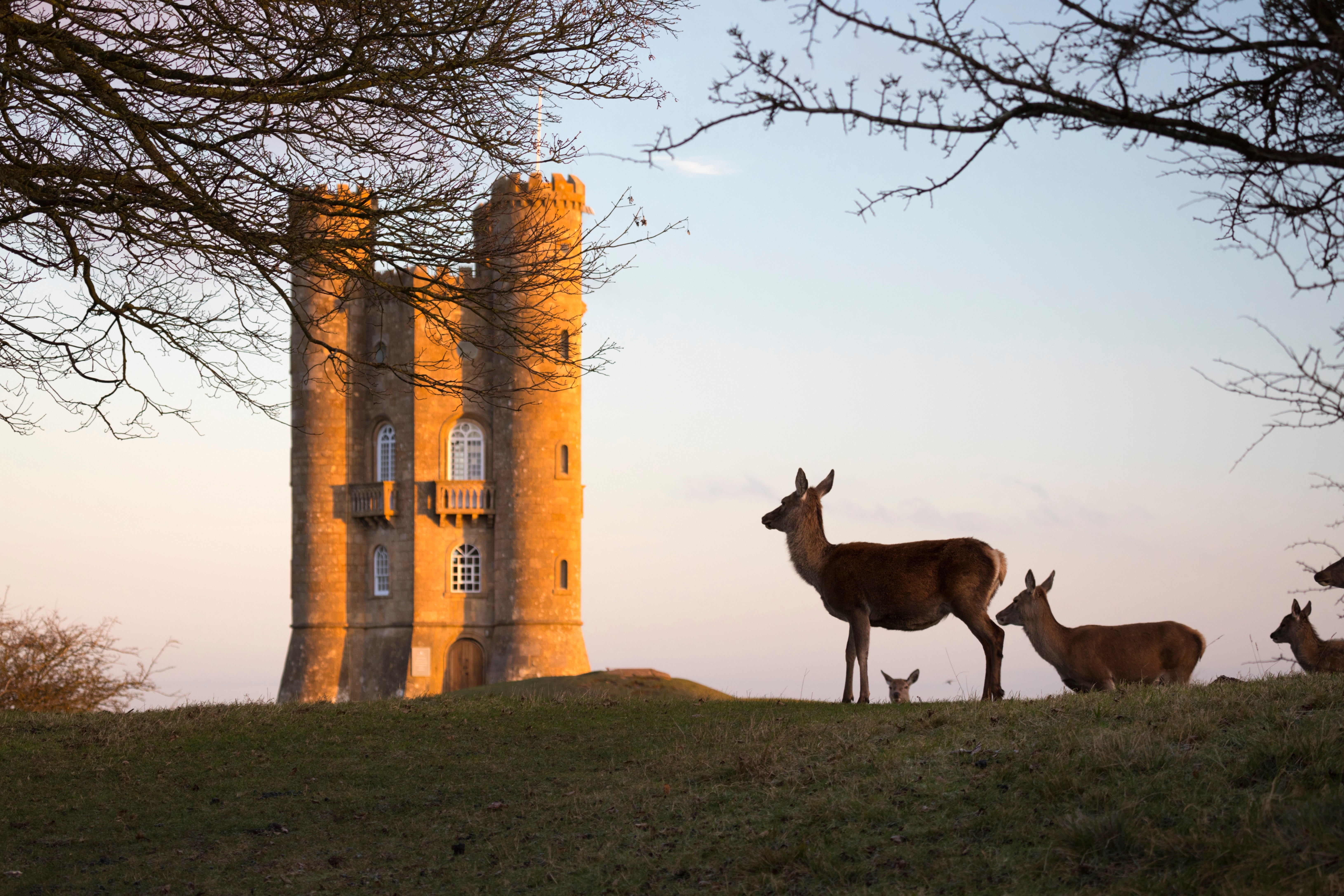 Deer standing on grassy hill at sunset with a tall, stone tower in the background and trees framing the scene. - Wild Thyme & Honey Hotel in the Cotswolds