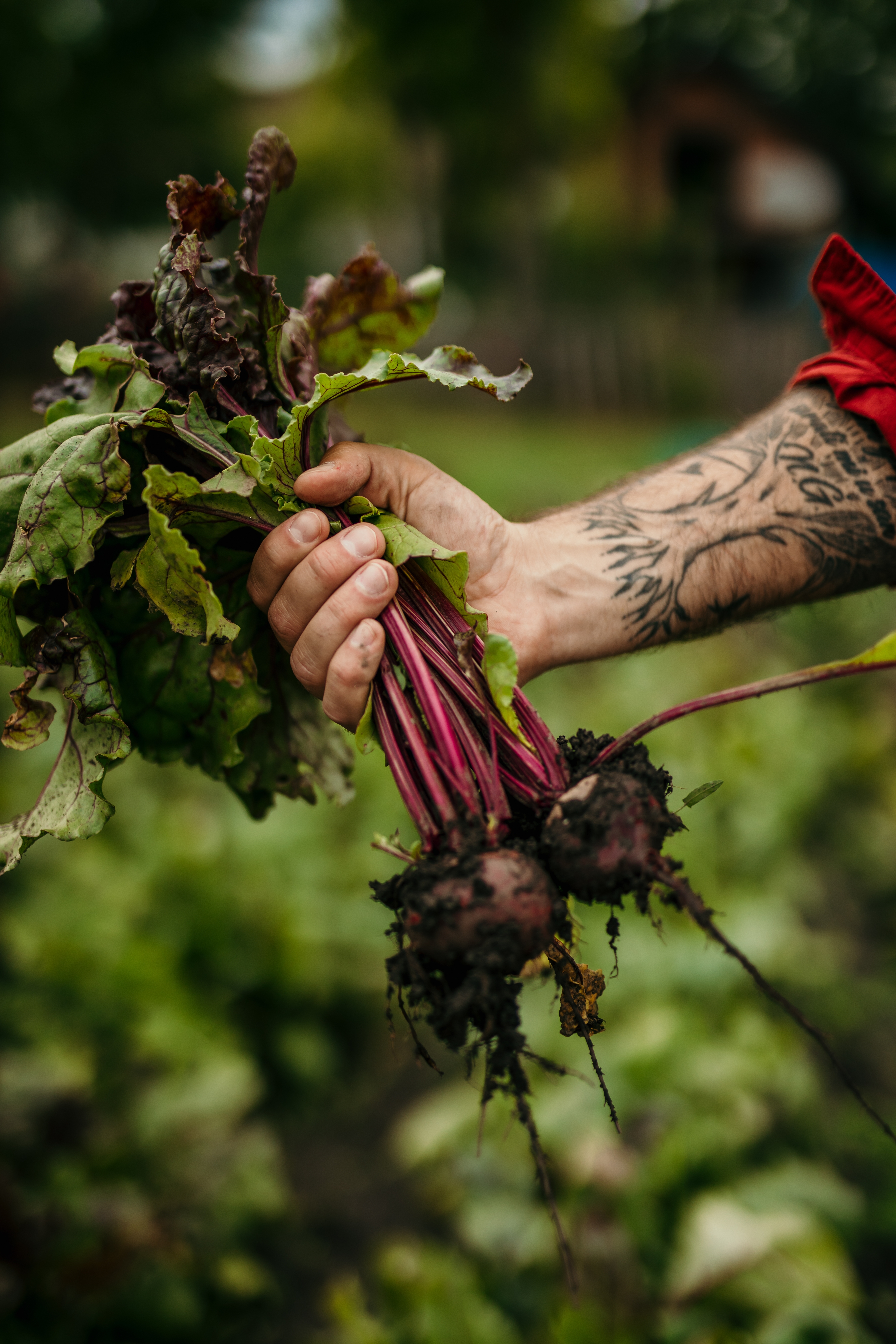 Hand holding freshly picked beetroots with leafy greens in a garden, a tattooed arm in view. - Wild Thyme & Honey Hotel in the Cotswolds